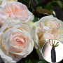 Троянда White O'Hara
