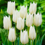 Тюльпани White Triumphator (Білий Тріумфатор)