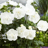 Гібіскус сирійський махровий White 5 л