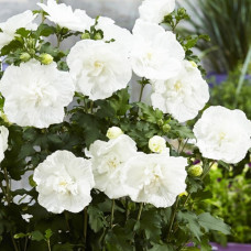 Гібіскус сирійський махровий White 5 л