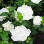 Гібіскус сирійський махровий White 5 л