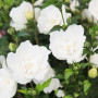 Гібіскус сирійський махровий White 5 л