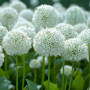 Алліум White Giant