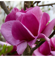 Магнолія Brixton Belle (Брікстон Беллі)