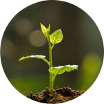 Биопрепараты защиты растений (16)