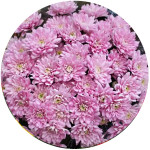 Семена хризантемы (6)