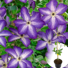 Клематис в горшке Astra Nova
