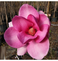 Магнолия привита 3-х летняя Cleopatra в горшке