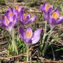 Крокус Barr's Purple 5/7