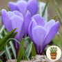 Крокус Grand Maitre 3 шт в горщику