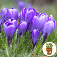 Крокус Grand Maitre 3 шт в горшке