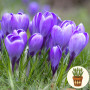 Крокус Grand Maitre 3 шт в горщику
