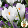 Луковицы Крокус Jeanne d'Arc в горшке
