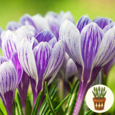 Крокус King of the Striped 3 шт в горшке