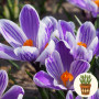 Крокус King of the Striped 3 шт в горщику