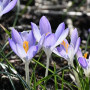 Крокус Lilac Beauty 5/7