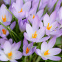 Крокус Lilac Beauty 5/7