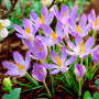 Крокус Lilac Beauty 5/7