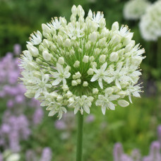 Алліум Mont Blanc