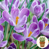 Крокусы