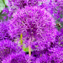 Алліум Purple Rain