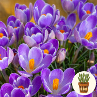 Крокус Striped Bird 3 шт в горшке