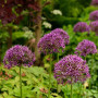 Алліум Violet Beauty
