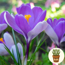 Крокус Whale Shark 3 шт в горшке