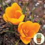 Крокус Golden Yellow 3 шт в горщику