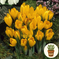 Крокус Golden Yellow 3 шт в горшке