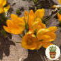 Крокус Golden Yellow 3 шт в горщику