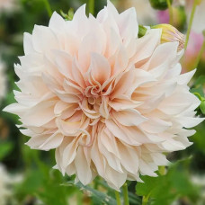 Жоржина Cafe au Lait