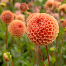 Жоржина Cornel Brons