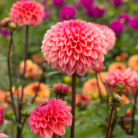 Жоржина Daisy Duke