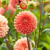 Жоржина Jowey Linda