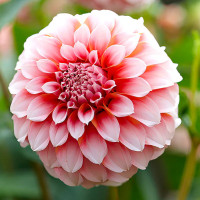 Жоржина Peaches