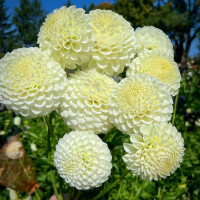 Жоржина Ryecroft Jan