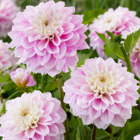 Жоржина Sweet Love