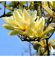 Магнолія привита 3-х річна Elizabeth (Елізабет)