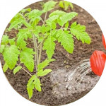 Удобрения для овощных (30)