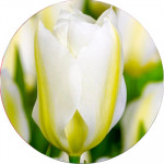 Тюльпаны Фостера (3)