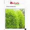 Кохія Кипарисова 0,5 г Садиба Центр
