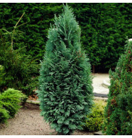 Кипарисовик Лавсона Alumii 0,5 л