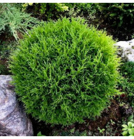 Туя западная Teddy 0,5 л