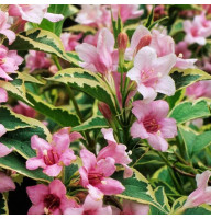 Вейгела Nana Variegata 1,5 л