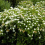 Спірея японська Albiflora (саджанець)