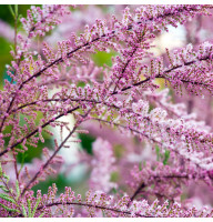 Тамарикс Gallica 0,5 л