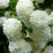 Калина Boule de Neige 0,5 л