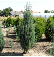 Можжевельник скальный Blue Arrow 0,5 л