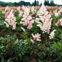 Астільба в горщику Peach Blossom